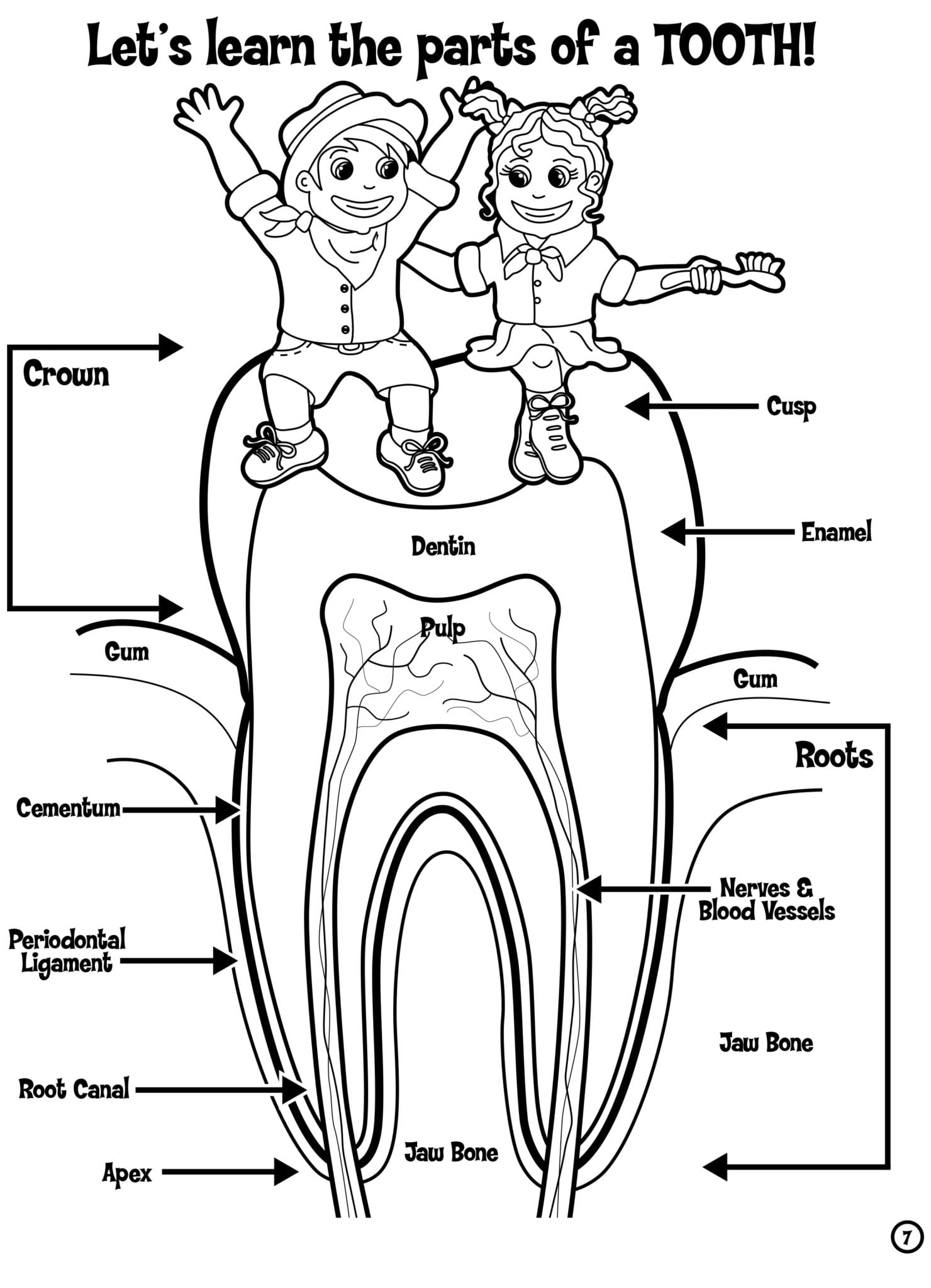printable coloring page that explains the parts of a tooth